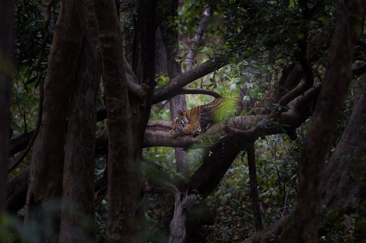 Tijger in de jungle van Bandhavgargh Nationaal Park